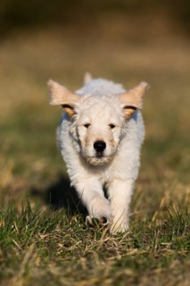 Goldendoodle running in meadow