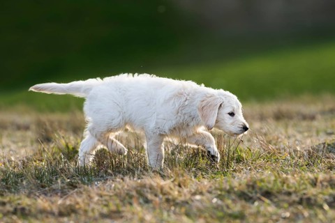 Goldendoodle running in meadow