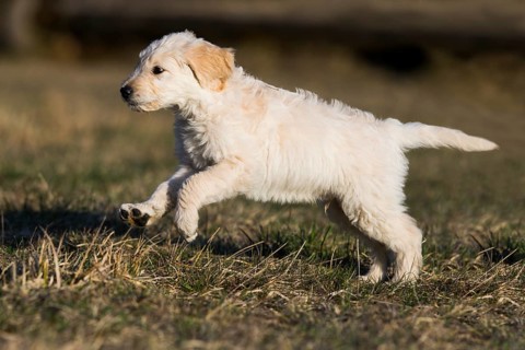 Goldendoodle running in meadow