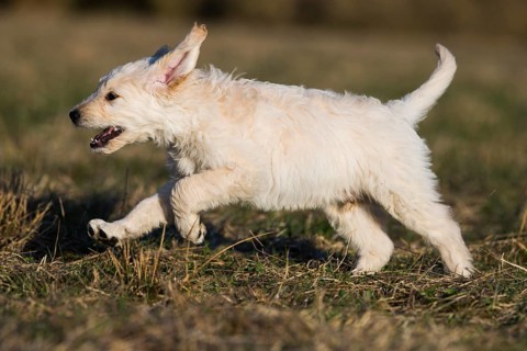 Goldendoodle running in meadow