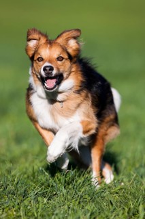 Mixed-breed Dog