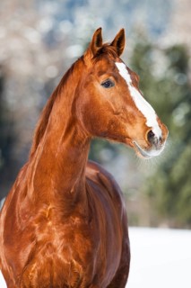 Hanoverian horse with brown reddish fur