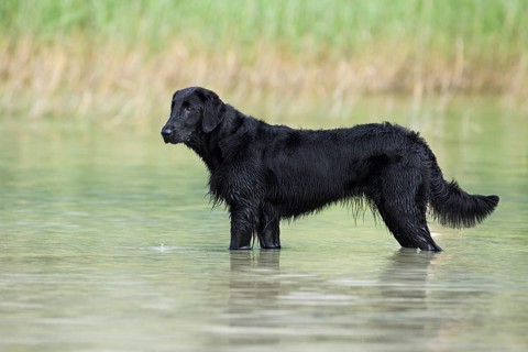 Flat-Coated Retriever