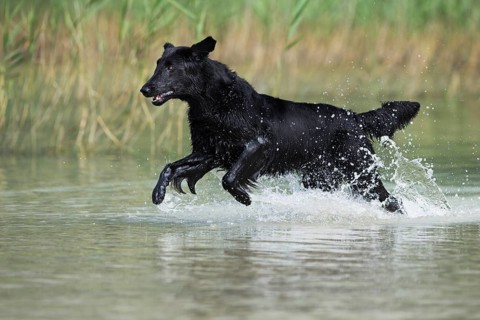 Flat-Coated Retriever