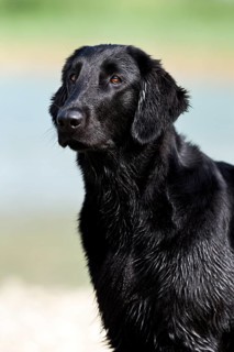 Flat-Coated Retriever