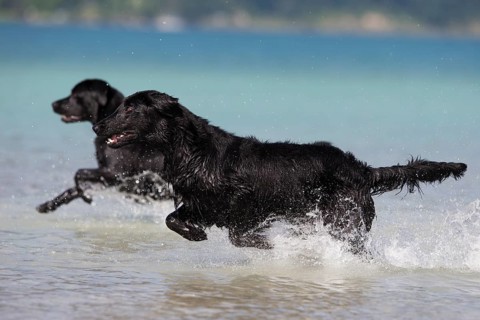 Flat-Coated Retriever and Labrador