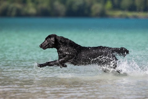 Flat-Coated Retriever