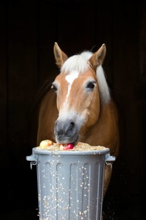 Haflinger horse