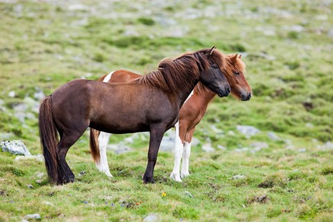 Icelandic chestnut and sorrel pinto horses in pasture
