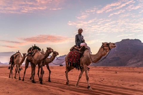 Bedouin with camels in the desert Wadi Rum
