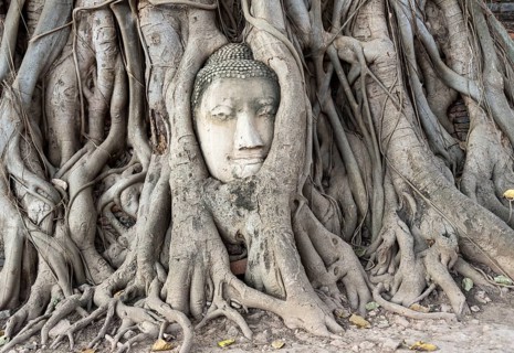 Buddha head statue in bodhi tree (Ficus religiosa)