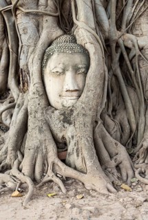 Buddha head statue in bodhi tree (Ficus religiosa) roots