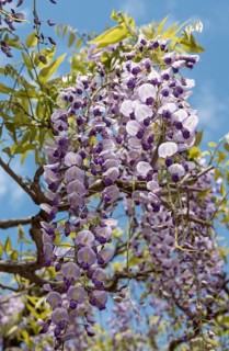Japanese wisteria flowers (Wisteria floribunda)