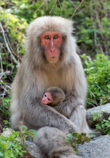 Female Japanese Macaque (Macaca fuscata) with baby