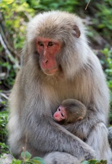 Female Japanese Macaque (Macaca fuscata) with baby