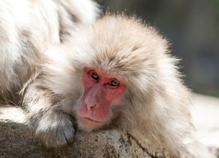 Japanese Macaque (Macaca fuscata)