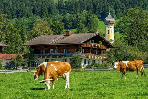 Cows on a pasture