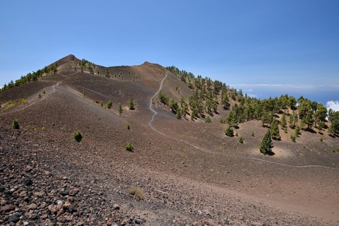 Canary Island pines (Pinus canariensis) on the hiking trail to the volcano Duraznero