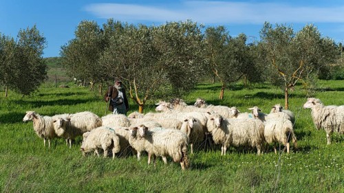 Hiking shepherd with his sheep