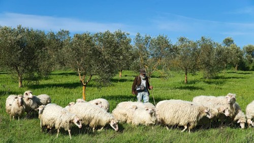 Hiking shepherd with his sheep