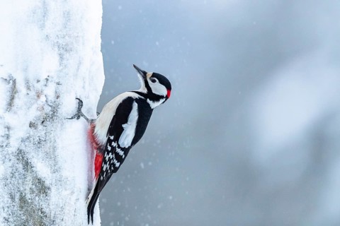 Great spotted woodpecker (Dendrocopos major) on a snowy tree trunk