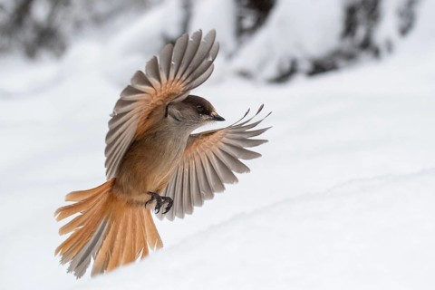 Siberian jay (Perisoreus infaustus) flying in the snow