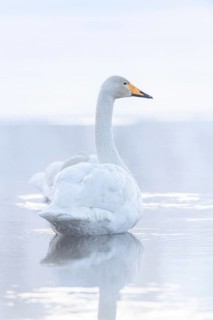 Whooper swan (Cygnus cygnus) in lake in winter