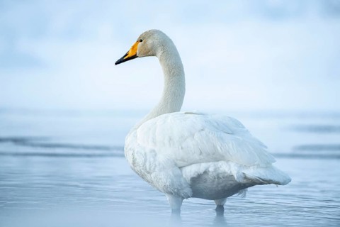 Whooper swan (Cygnus cygnus)