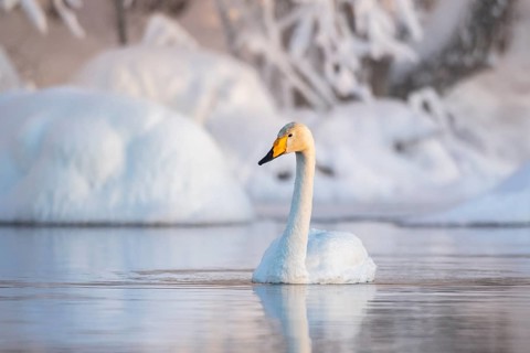 Whooper swan (Cygnus cygnus) swims in the lake