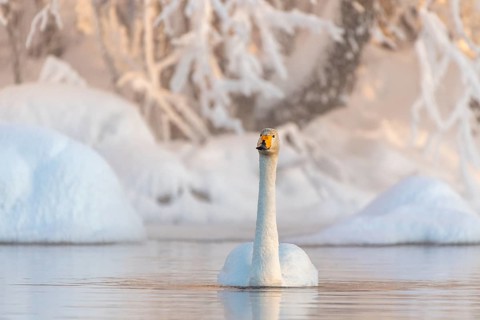 Whooper swan (Cygnus cygnus) swims in the lake