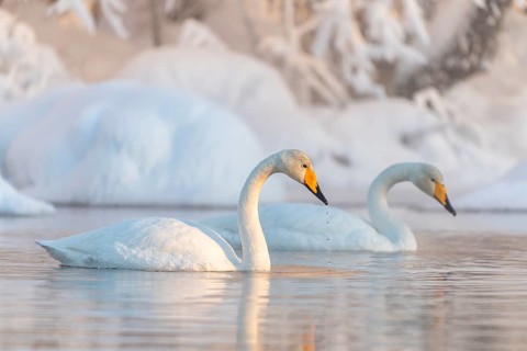 Two Whooper swans (Cygnus cygnus) floats in the lake