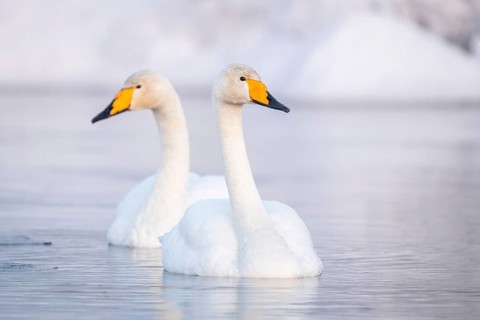Two Whooper swans (Cygnus cygnus) swim in the lake in winter