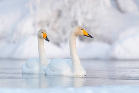 Two Whooper swans (Cygnus cygnus) swimming in the lake