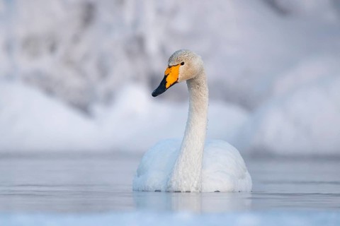 Whooper swan (Cygnus cygnus) swims in the lake in winter