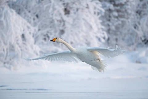 Whooper swan (Cygnus cygnus) in flight