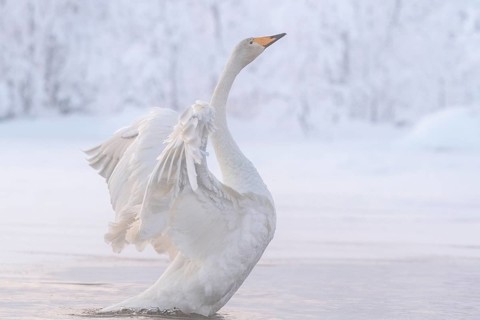 Whooper swan (Cygnus cygnus) with spread wings in the water