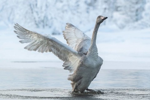 Whooper swan (Cygnus cygnus)