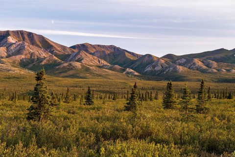 Tundral landscape in Denali National Park