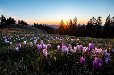 Sea of flowers