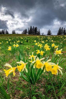 Sea of flowers with blooming yellow Daffodils (Narcissus) in a meadow in thunderstorm