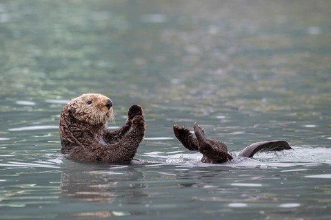 Sea otter (Enhydra lutris) floats on back