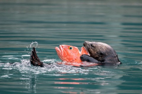 Sea otter (Enhydra lutris) eats captured fish in water