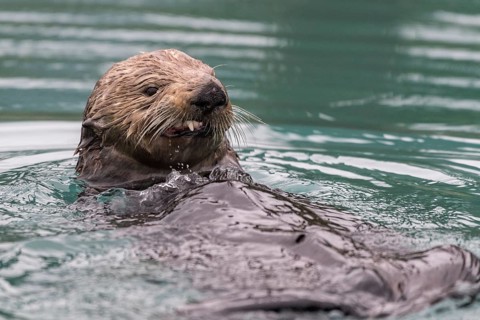 Sea otter (Enhydra lutris) in water looks aggressive