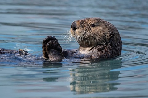 Sea otter (Enhydra lutris) floats on the back