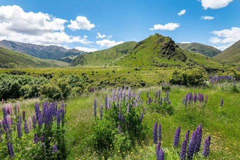 Large-leaved lupins (Lupinus polyphyllus) in Mountain Landscape