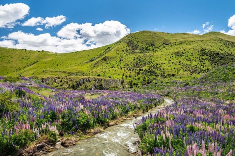 Large-leaved lupins (Lupinus polyphyllus) at small stream
