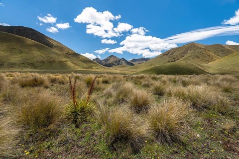 Tuft grass and mountains