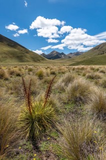 Tuft grass and mountains
