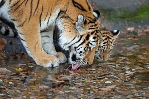 Siberian tiger