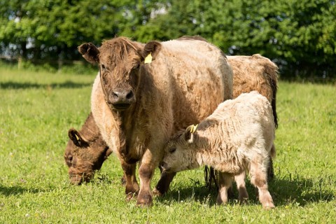 Galloway cattle